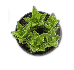 Aloe zanzibarica - 2.5”