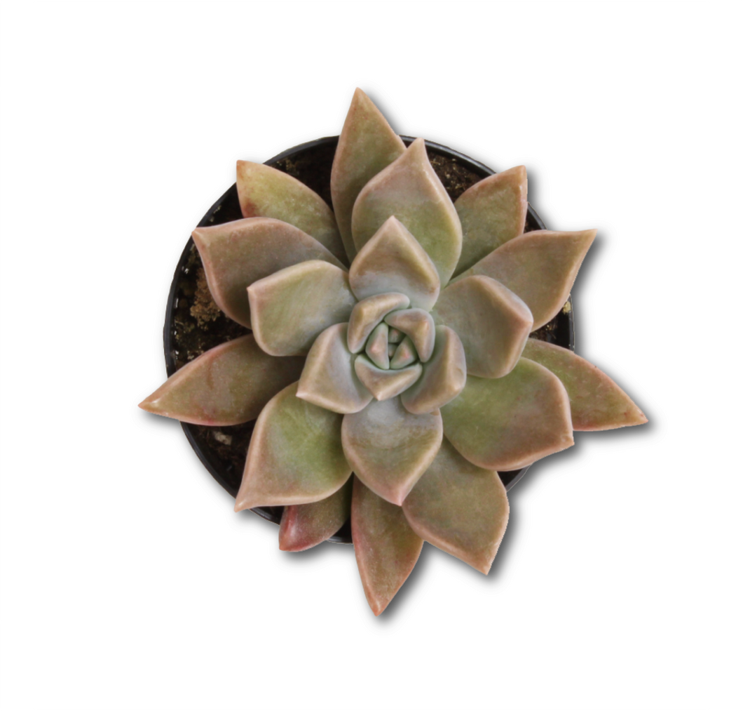 Ghost Plant / Graptopetalum paraguayense  – 2.5