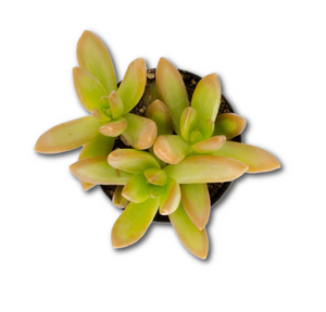 Golden Sedum / Sedum adolphi – 2.5”