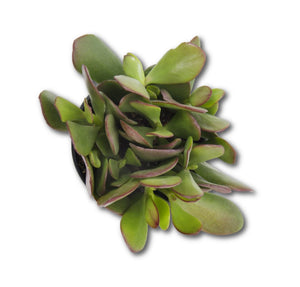 Jade Plant / Crassula ovata – 2.5"