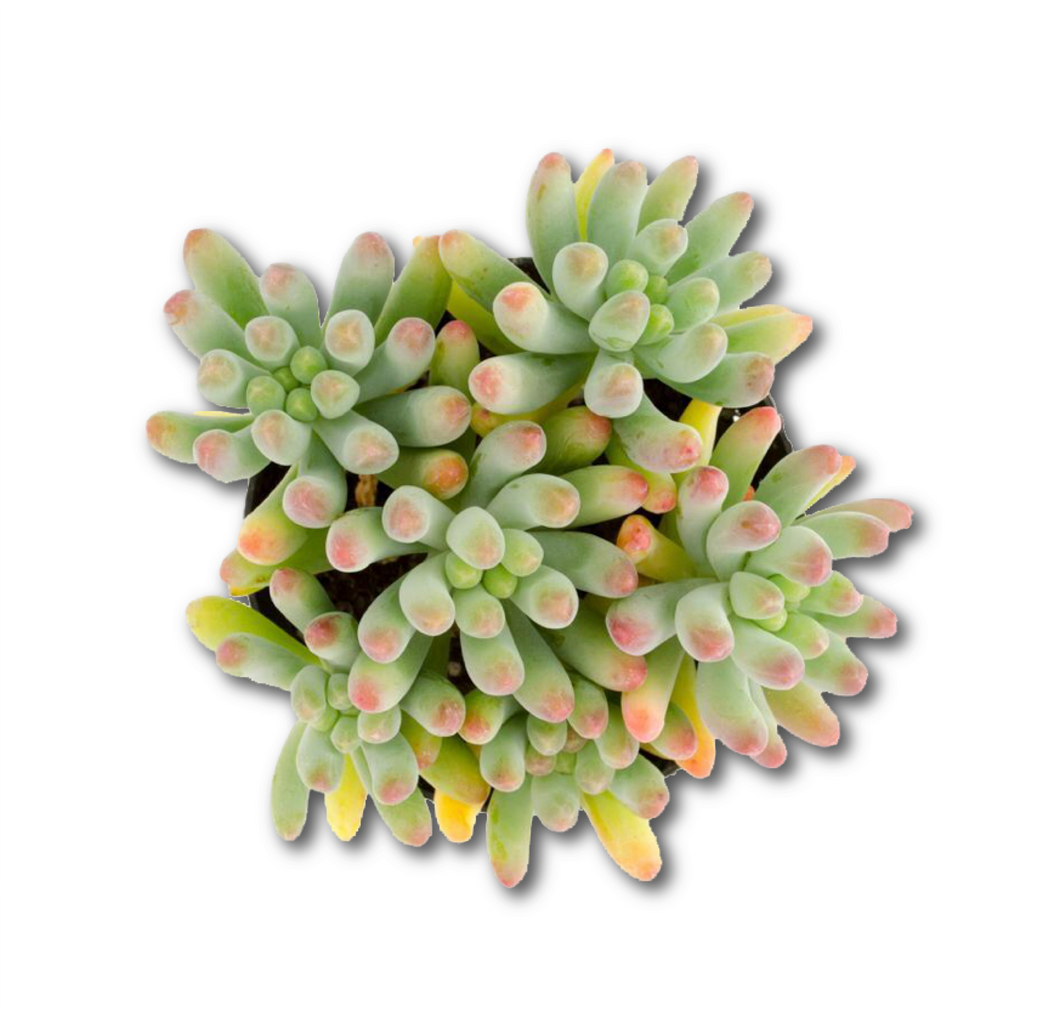 Sedum pachyphyllum – 2.5
