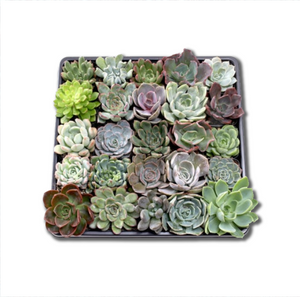 2" Echeveria Tray in Containers - 25 Varieties (25)